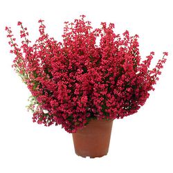 Erica Gracilis