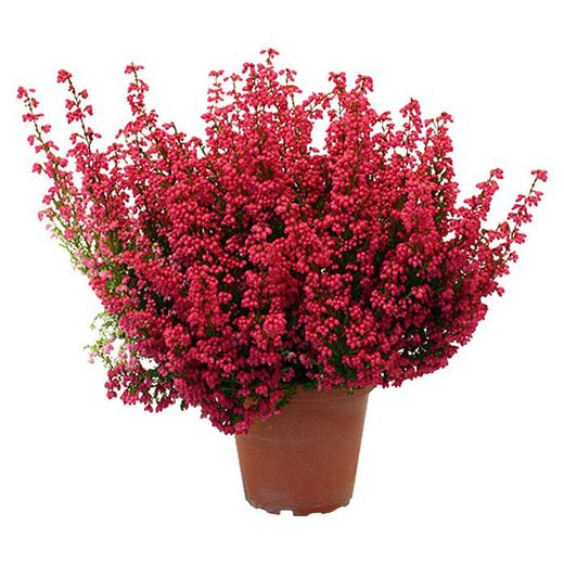 Erica Gracilis