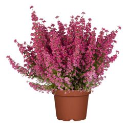 Erica Gracilis