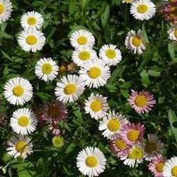 Erigeron karvinskianus Caixa 15 unitats
