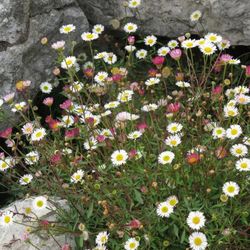 Erigeron karvinskianus Caixa 15 unitats