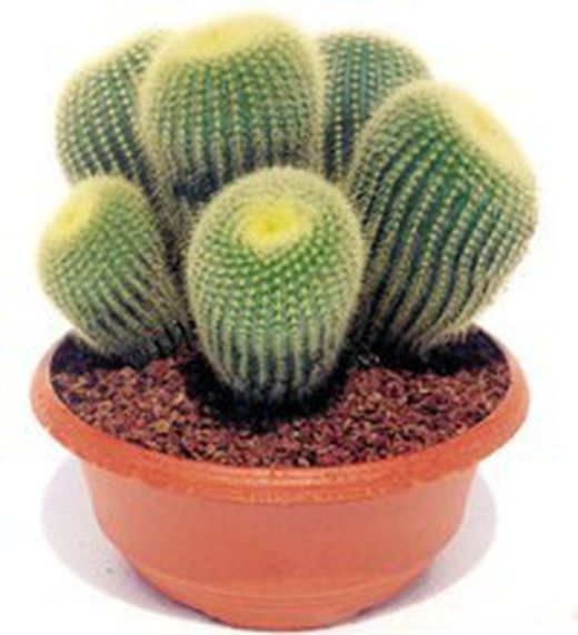 Eriocactus Leninghausii