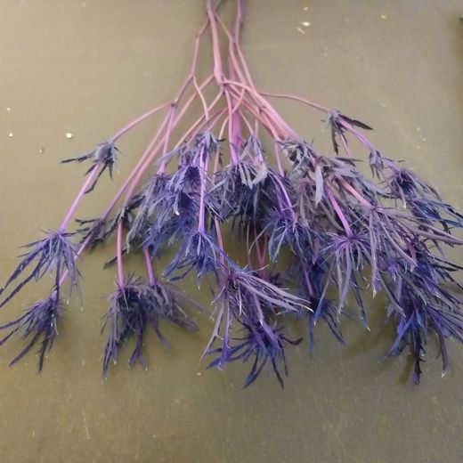 Eryngium Preservado 10 tallos