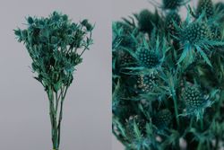 Eryngium Preservado 10 tallos
