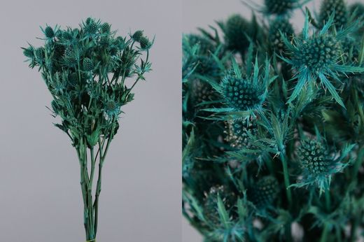 Eryngium Preservado 10 tallos