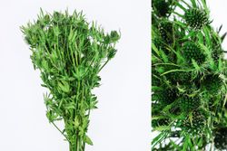 Eryngium Preservado 10 tallos