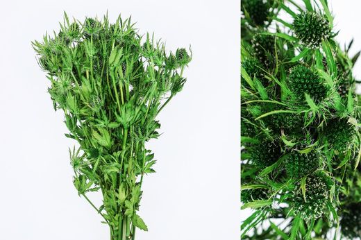 Eryngium Preservado 10 tallos