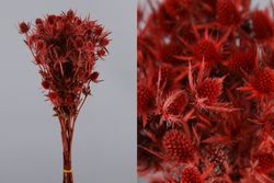 Eryngium Preservado 10 tallos