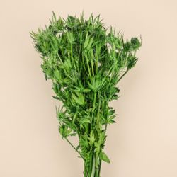 Eryngium Preservat 10 tiges