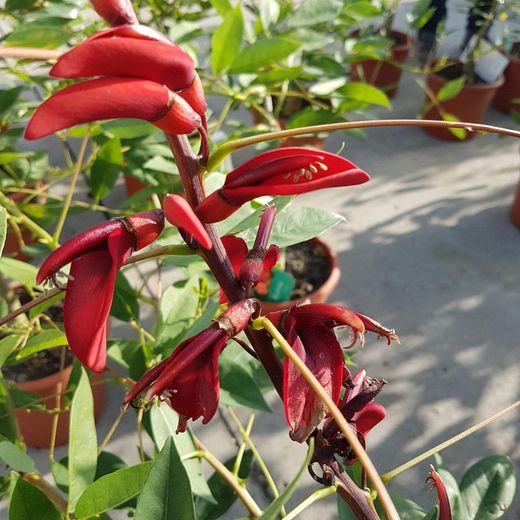 Erythrina crista-galli 50/70 cm