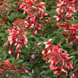 Erythrina crista-galli 50/70 cm