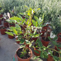 Erythrina crista-galli 50/70 cm