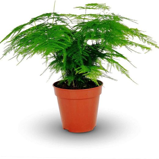 Esparraguera Plumosa