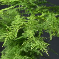 Esparraguera Plumosa