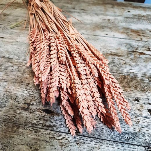 Espigues de Blat Natural seques 100 espigues