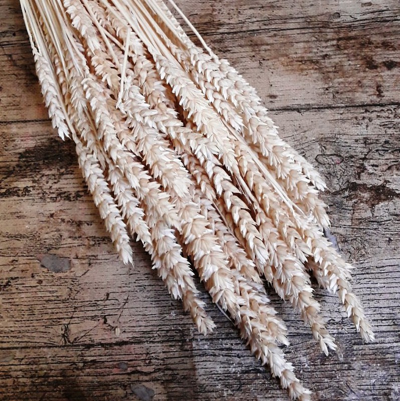 Espigas de trigo, trigo seco. foto de Stock