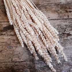 Espigues de Blat Natural seques 100 espigues