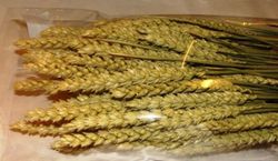 Espigues de Blat Natural seques 100 espigues