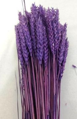 Espigues de Blat Natural seques 100 espigues
