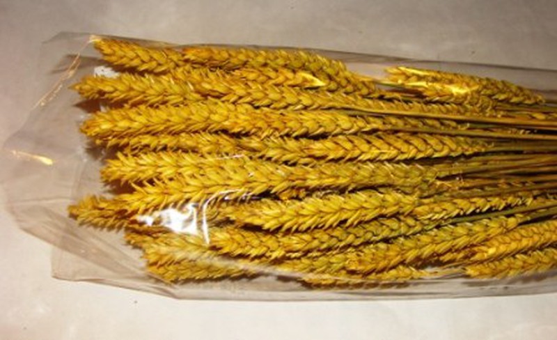 espigas de trigo secas y doradas Stock Photo