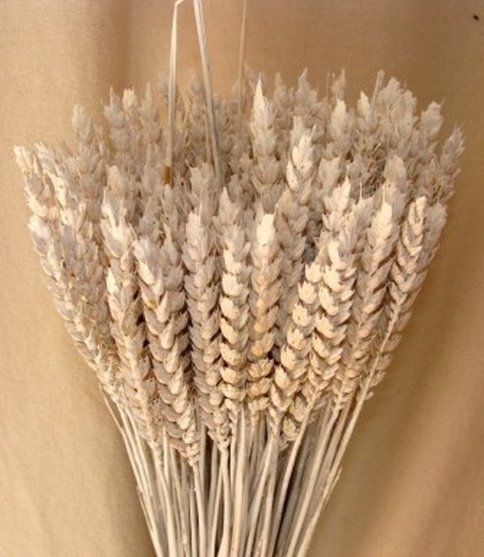 Espigas de trigo $2.500 (25 - Flores Secas Marcelita
