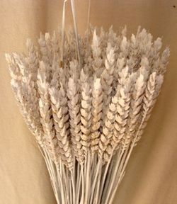 Espigues de Blat Natural seques 100 espigues