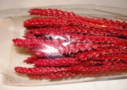 Espigues de Blat Natural seques 100 espigues