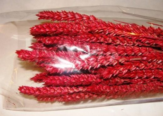 Espigues de Blat Natural seques 100 espigues