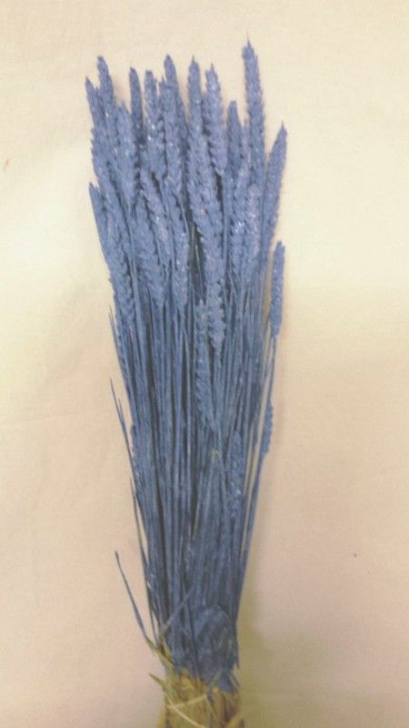 Espigues de Blat Natural seques 100 espigues