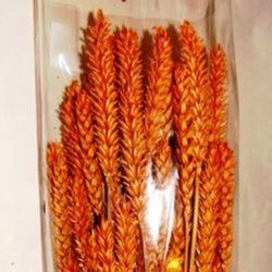 Espigues de Blat Natural seques 100 espigues