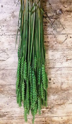 Espigues de Blat Natural seques 100 espigues