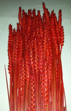 Espigues de Blat Natural seques 100 espigues
