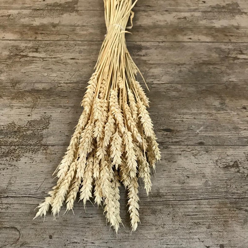 Espigas de trigo natural para decoración
