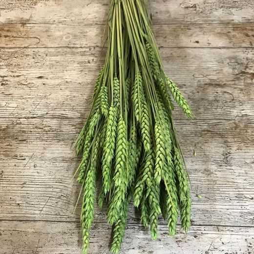 Espigues de Blat Natural seques 100 espigues