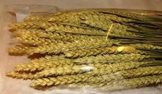 Espigues de Blat Natural seques 100 espigues