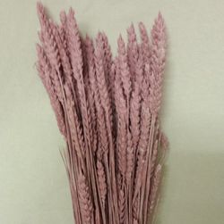 Espigues de Blat Natural seques 100 espigues