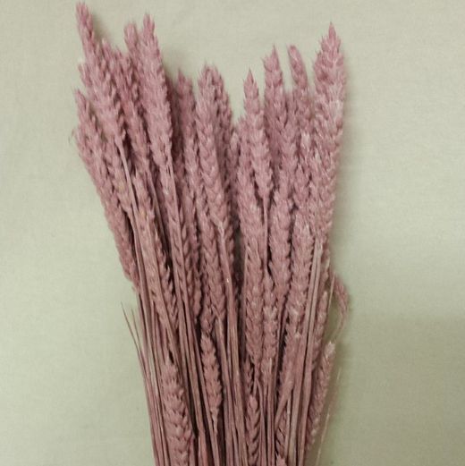 Espigues de Blat Natural seques 100 espigues