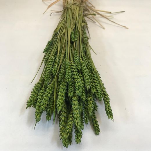 Espigues de Blat Natural seques 100 espigues