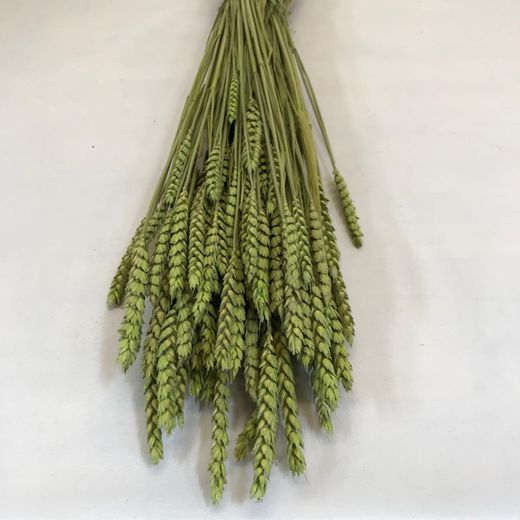 Espigues de Blat Natural seques 100 espigues