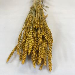 Espigues de Blat Natural seques 100 espigues