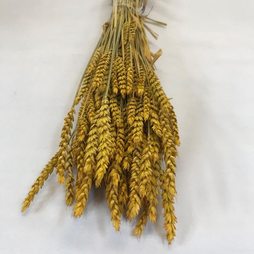 Espigues de Blat Natural seques 100 espigues