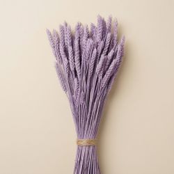 Épis de blé naturels séchés 100 épis
