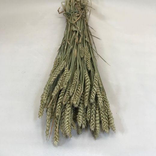 Espigues de Blat Natural seques 100 espigues