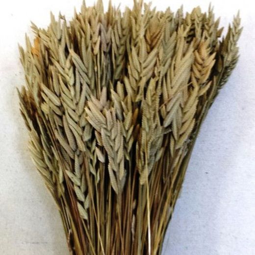 Espigas de Trigo Spigadoro Seco