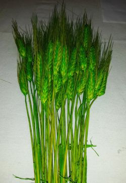 Espigas Trigo Natural Secas con pelos
