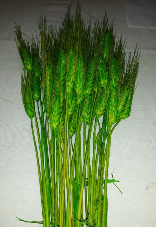 Espigas Trigo Natural Secas con pelos
