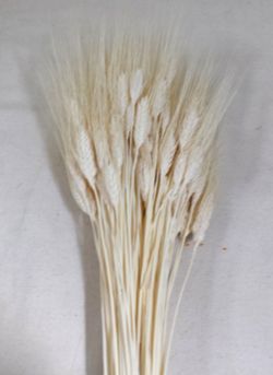 Espigas Trigo Natural Secas con pelos