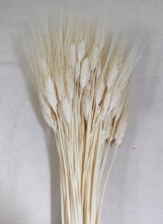 Espigas Trigo Natural Secas con pelos