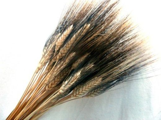 Épis de blé naturels séchés avec poils