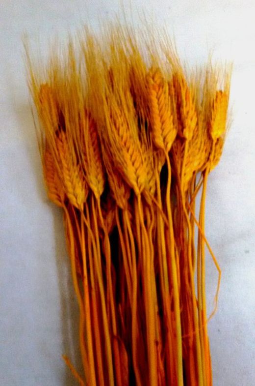 Espigas Trigo Natural Secas con pelos